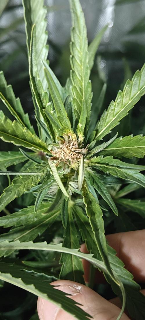 Laughing Buddha. Week 16