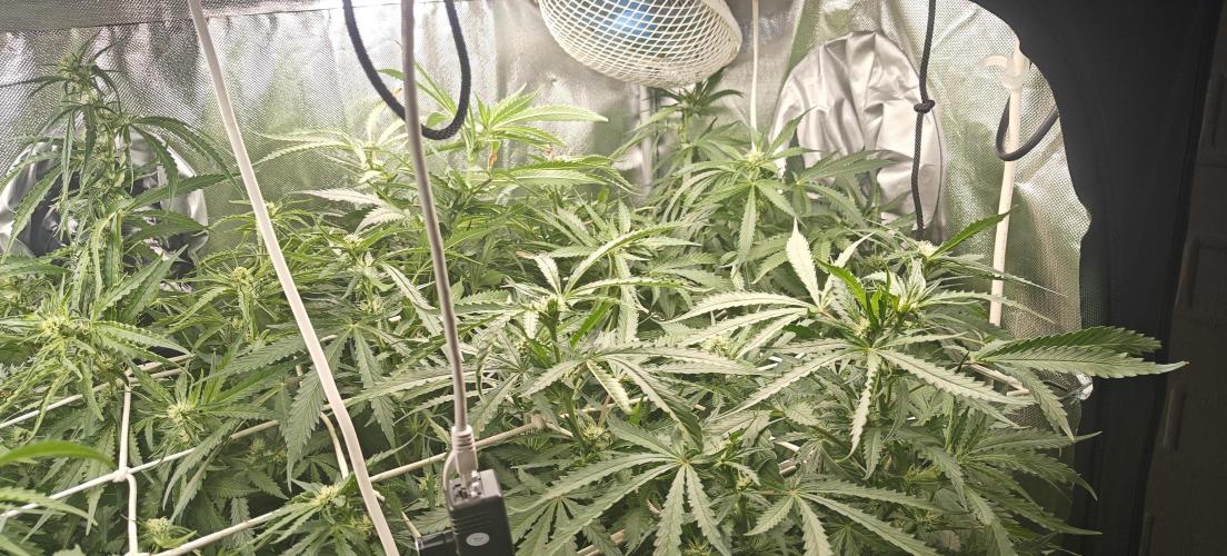 Laughing Buddha. Week 16