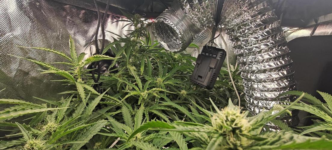 Laughing Buddha. Week 16