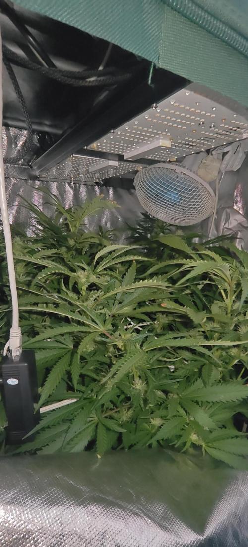 Laughing Buddha #2. Week 17