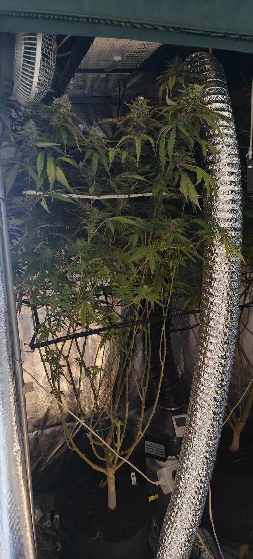 Laughing Buddha #2. Week 19