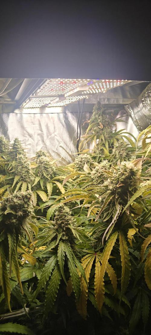 Laughing Buddha #2. Week 20