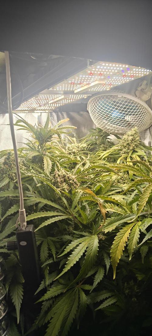 Laughing Buddha #2. Week 20