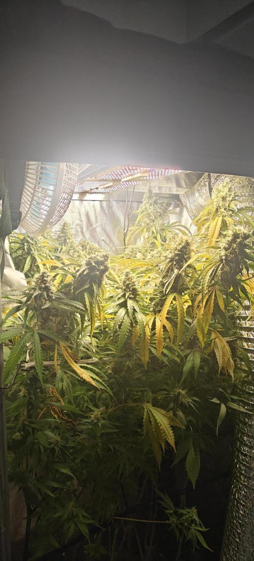 Laughing Buddha. Week 20