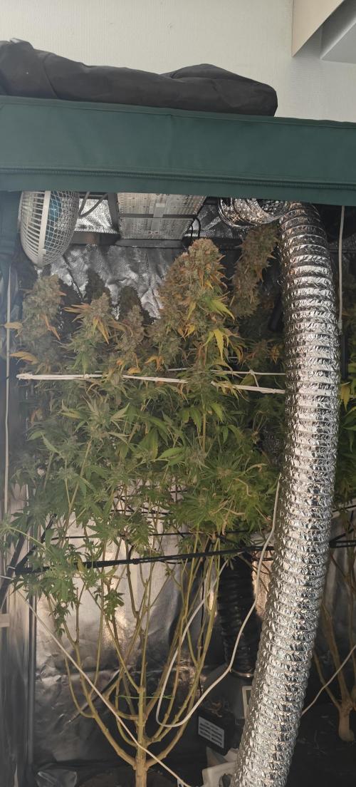 Laughing Buddha #2. Week 23 - LB2 W23D1