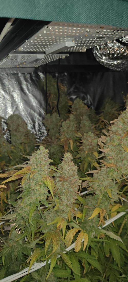 Laughing Buddha #2. Week 23 - LB2 W23D1