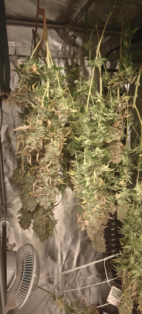Laughing Buddha #2. Week 24
