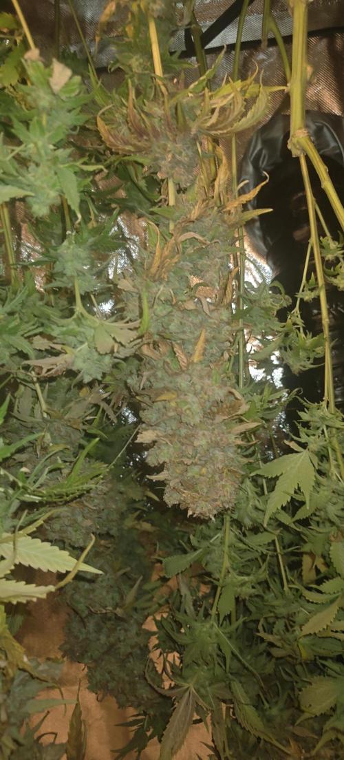 Laughing Buddha #2. Week 24