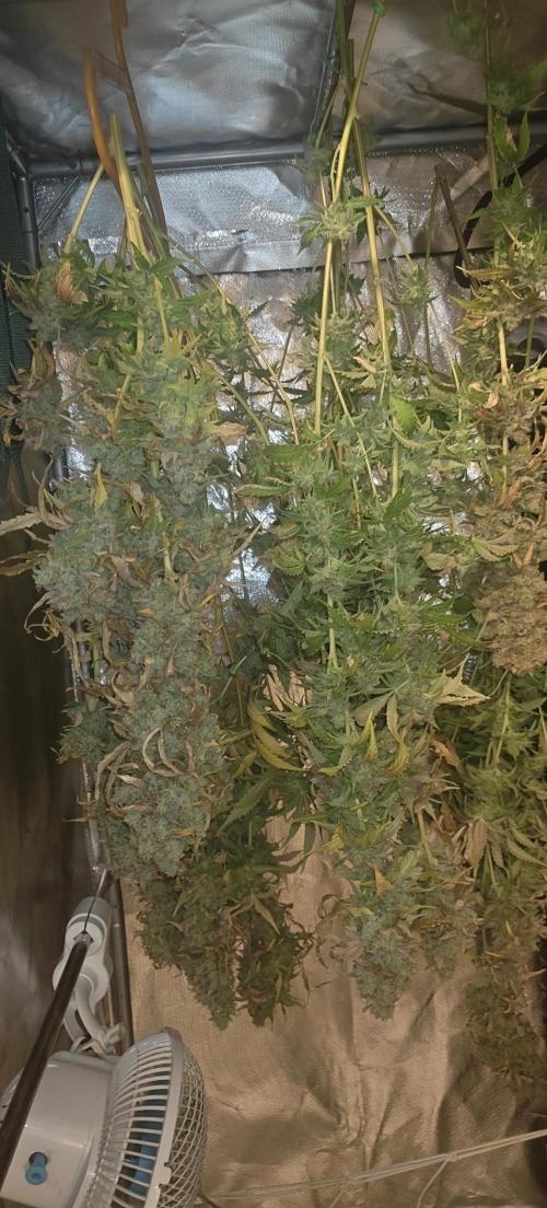 Laughing Buddha #2. Week 24