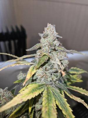Comment by Stoned101 photo #1