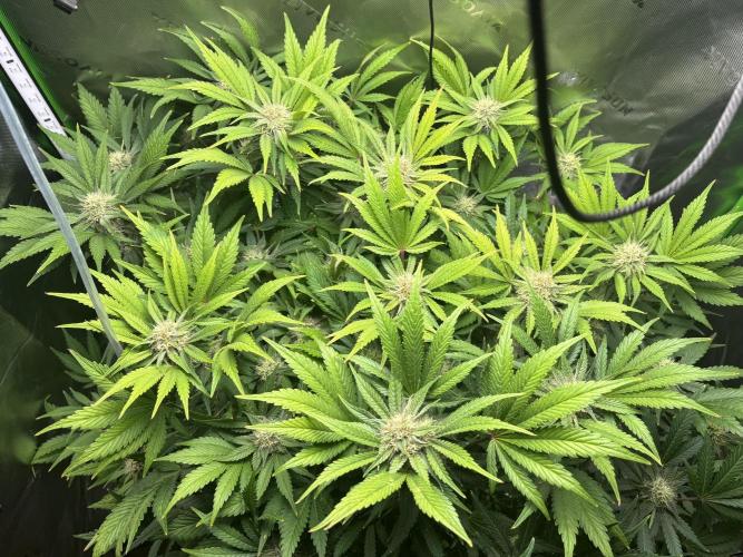 LSD 25 Auto - Fastbuds. Week 8