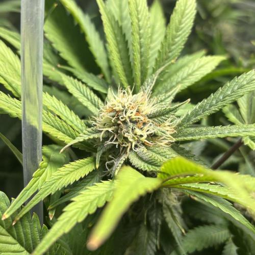 LSD 25 Auto - Fastbuds. Week 8