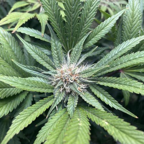 LSD 25 Auto - Fastbuds. Week 8