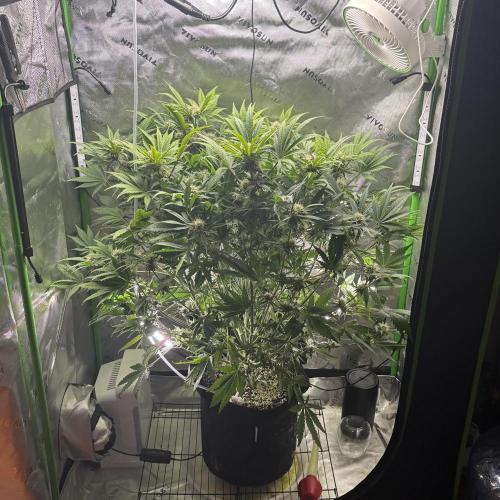 LSD 25 Auto - Fastbuds. Week 8