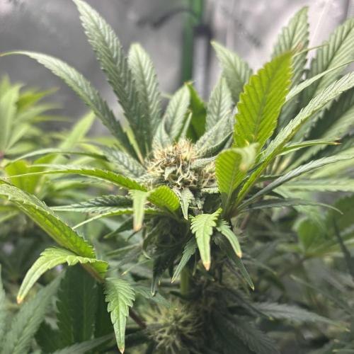 LSD 25 Auto - Fastbuds. Week 8