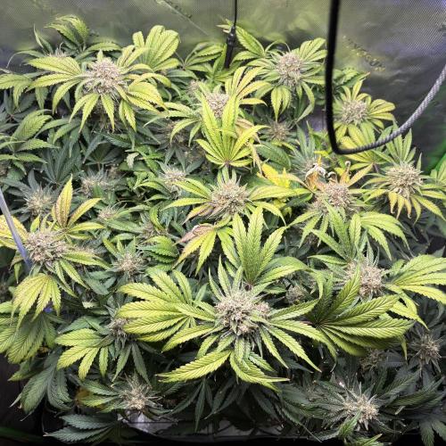 LSD 25 Auto - Fastbuds. Week 10