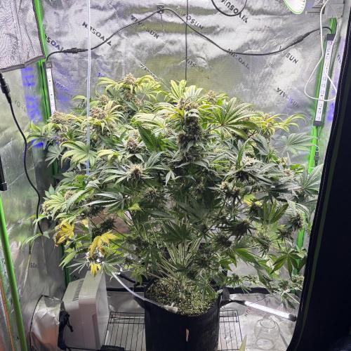 LSD 25 Auto - Fastbuds. Week 10