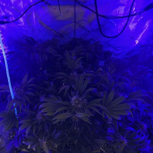 LSD 25 Auto - Fastbuds. Week 10