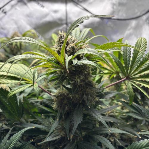 LSD 25 Auto - Fastbuds. Week 10