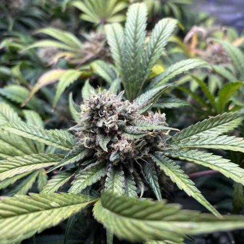 LSD 25 Auto - Fastbuds. Week 10