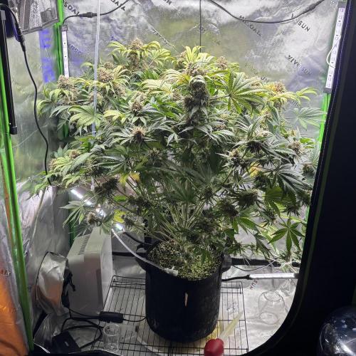 LSD 25 Auto - Fastbuds. Week 11