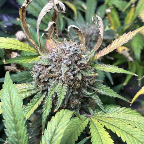 LSD 25 Auto - Fastbuds. Week 11