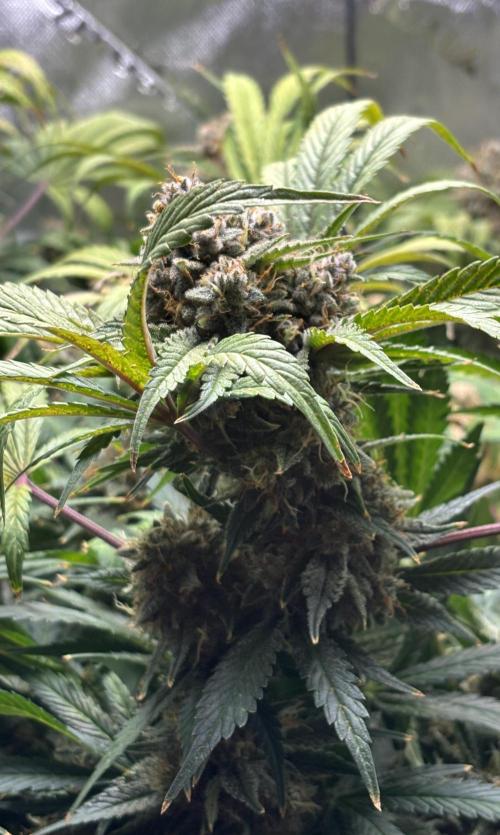 LSD 25 Auto - Fastbuds. Week 11