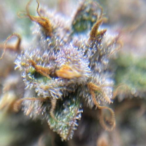 LSD 25 Auto - Fastbuds. Week 11