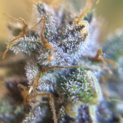 LSD 25 Auto - Fastbuds. Week 11