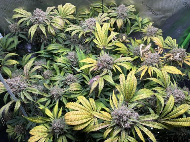 LSD 25 Auto - Fastbuds. Week 12