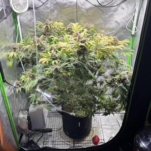 LSD 25 Auto - Fastbuds. Week 12