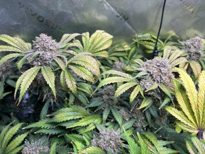 LSD 25 Auto - Fastbuds. Week 12