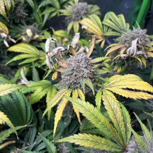 LSD 25 Auto - Fastbuds. Week 12