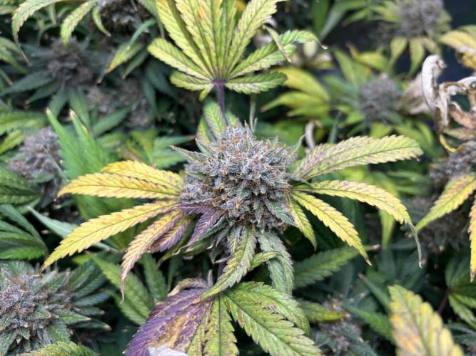 LSD 25 Auto - Fastbuds. Week 12