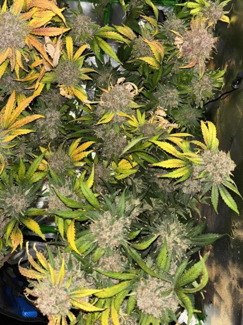 LSD 25 Auto - Fastbuds. Week 13