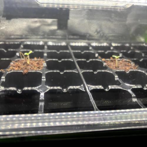 Perm Marker #1 and #2. Week 0