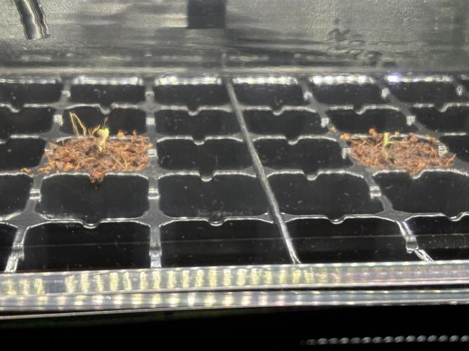 Perm Marker #1 and #2. Week 0