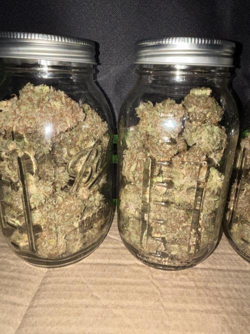 LSD 25 Auto - Fastbuds. Week 13