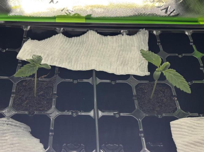 Stupid seedling FAILS phenohunt 1st week. Week 1 - Look at that absolute loser on the left