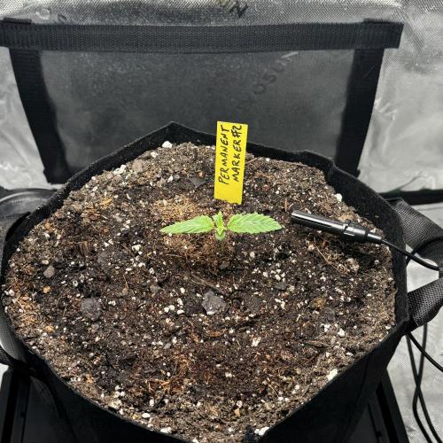 Stupid seedling FAILS phenohunt 1st week. Week 1 - The victor with her prize