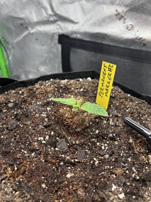 Stupid seedling FAILS phenohunt 1st week. Week 1