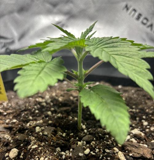 cat assists with defoliation. Week 2