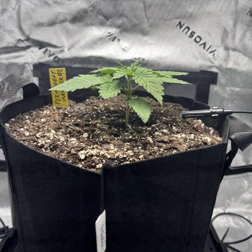 cat assists with defoliation. Week 2