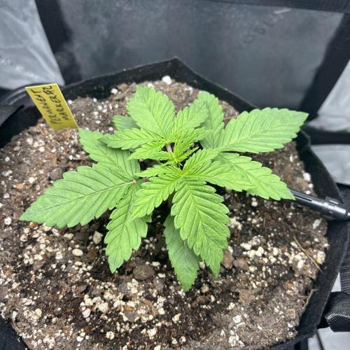 cat assists with defoliation. Week 2