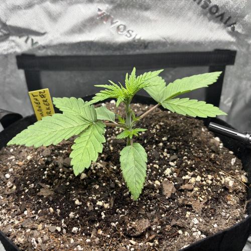 cat assists with defoliation. Week 3 - Post-Defoliation