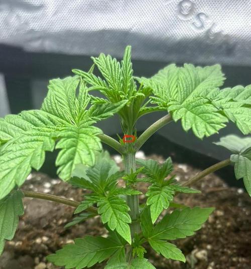 cat assists with defoliation. Week 3 - Planned topping