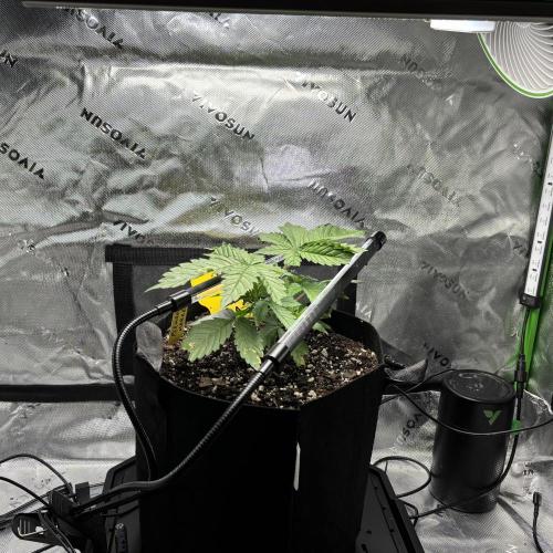 cat assists with defoliation. Week 3 - Post-Topping