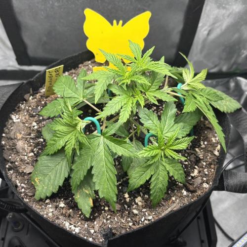 Permanent Marker. Week 4