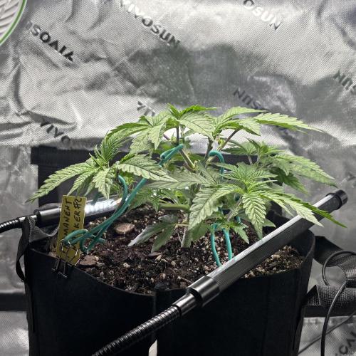 Permanent Marker. Week 4