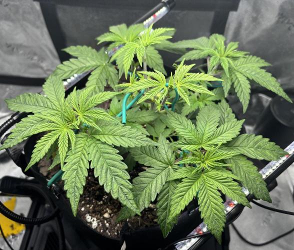 Permanent Marker. Week 4